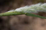 Annual rabbitsfoot grass